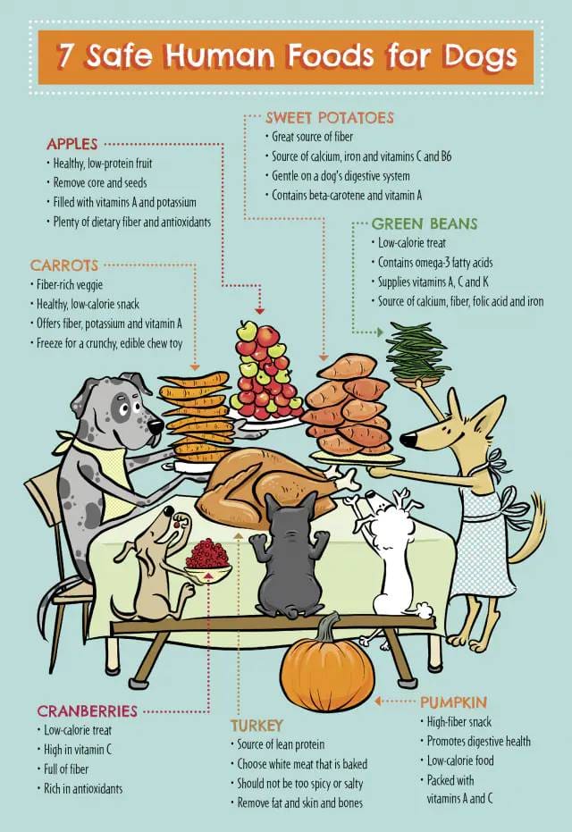 Human Foods Safe for Dogs
