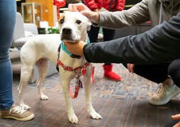 Therapy Dogs
